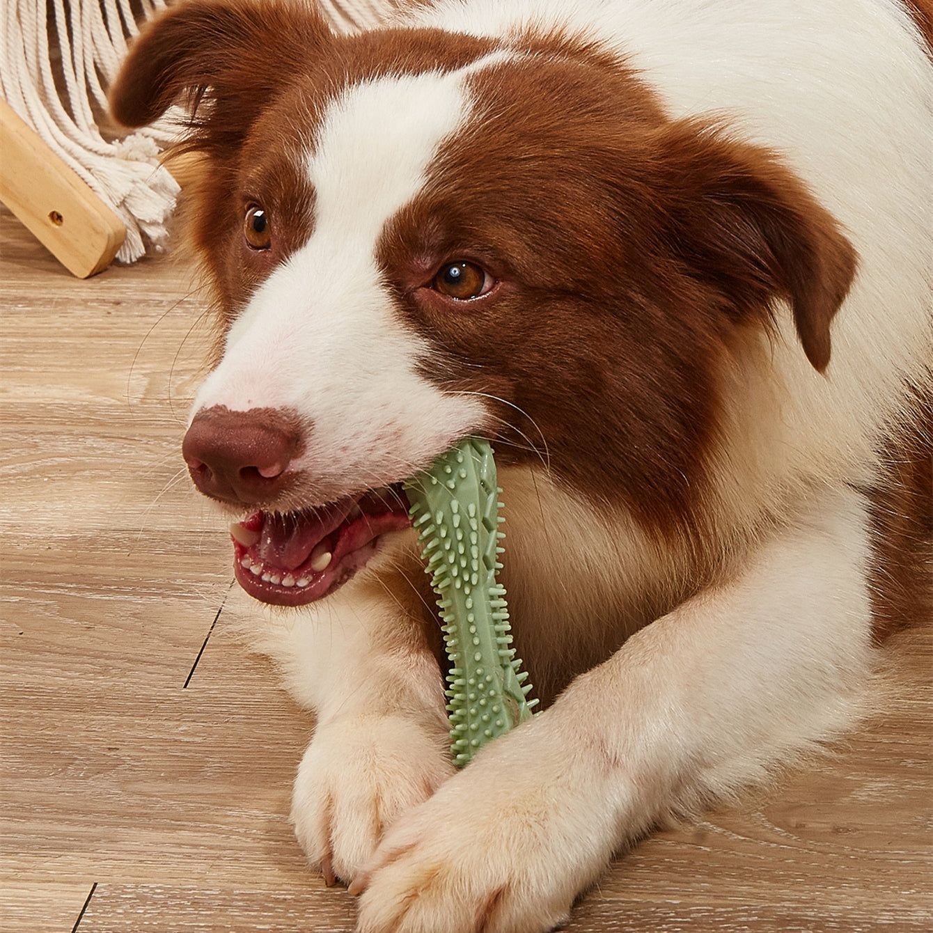 Dog Dental Chew Toy for Teeth Cleaning